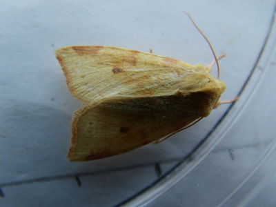 Sallow